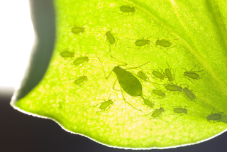 Illustration for article titled Emory Aphids